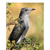 Grey-Bellied Cuckoo