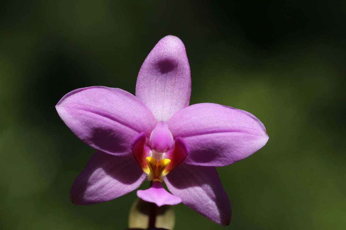 Philippine Ground Orchid