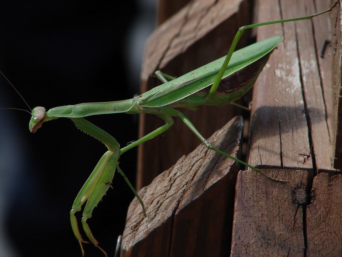 Praying Mantis