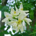 Moringa Flower