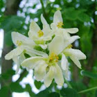Moringa Flower