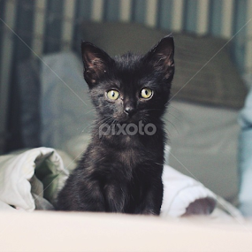 ...Cora now! 😊 by Jenna Line - Animals - Cats Kittens