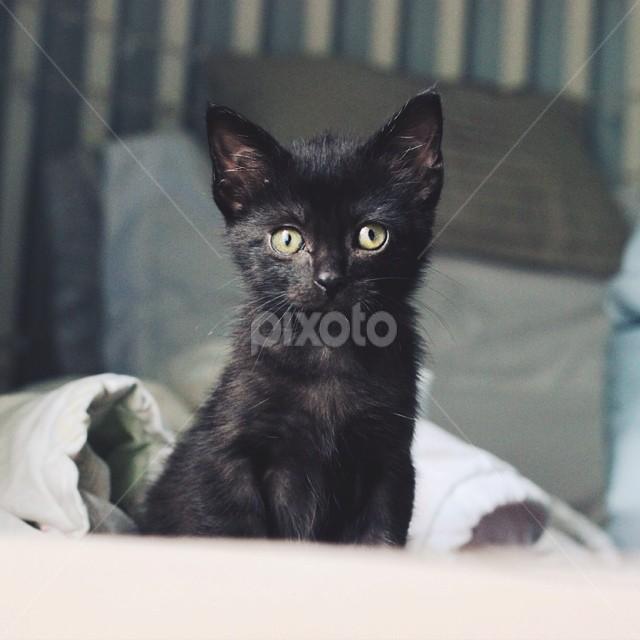 ...Cora now! 😊 by Jenna Line - Animals - Cats Kittens