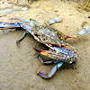 Blue swimming crab