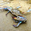Blue swimming crab