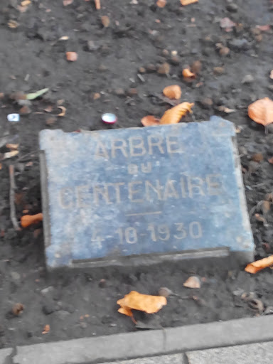 Charleroi - Arbre Du Centenaire