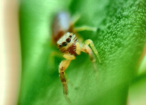 Jumping Spider | Project Noah
