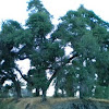 California Live Oak