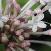 Large-flowered Valerian