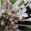 Large-flowered Valerian