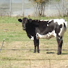 Holstein and Ayshire Cattle