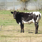 Holstein and Ayshire Cattle