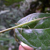 Phasmid Stick Insect.