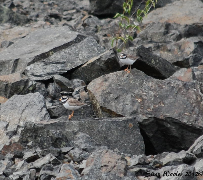 Common Ringed Plover