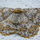 Biston Suppressaria Moth