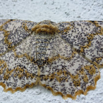 Moths Of Sri Lanka 