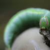 Common Gluphisia Caterpillar