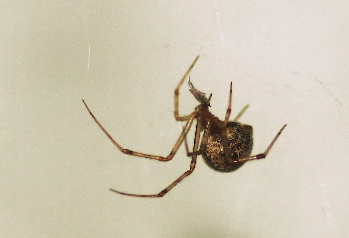 American House Spider