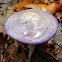 Viscid Violet Cort Mushroom
