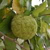 Osage orange