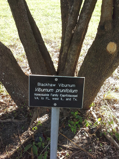 Blackhaw Viburnum