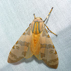 Tussock Moth