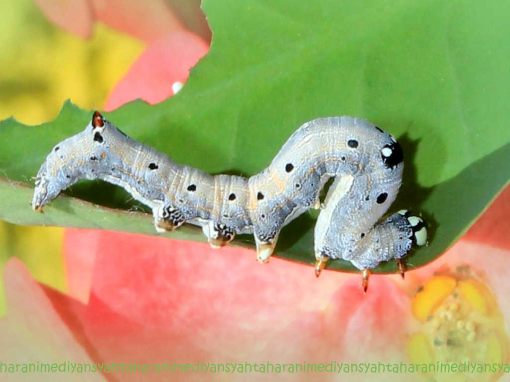 looper moth caterpillar
