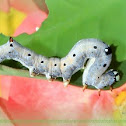 looper moth caterpillar