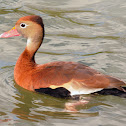 black-bellied whistling duck