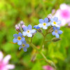 Field Forget-me-not