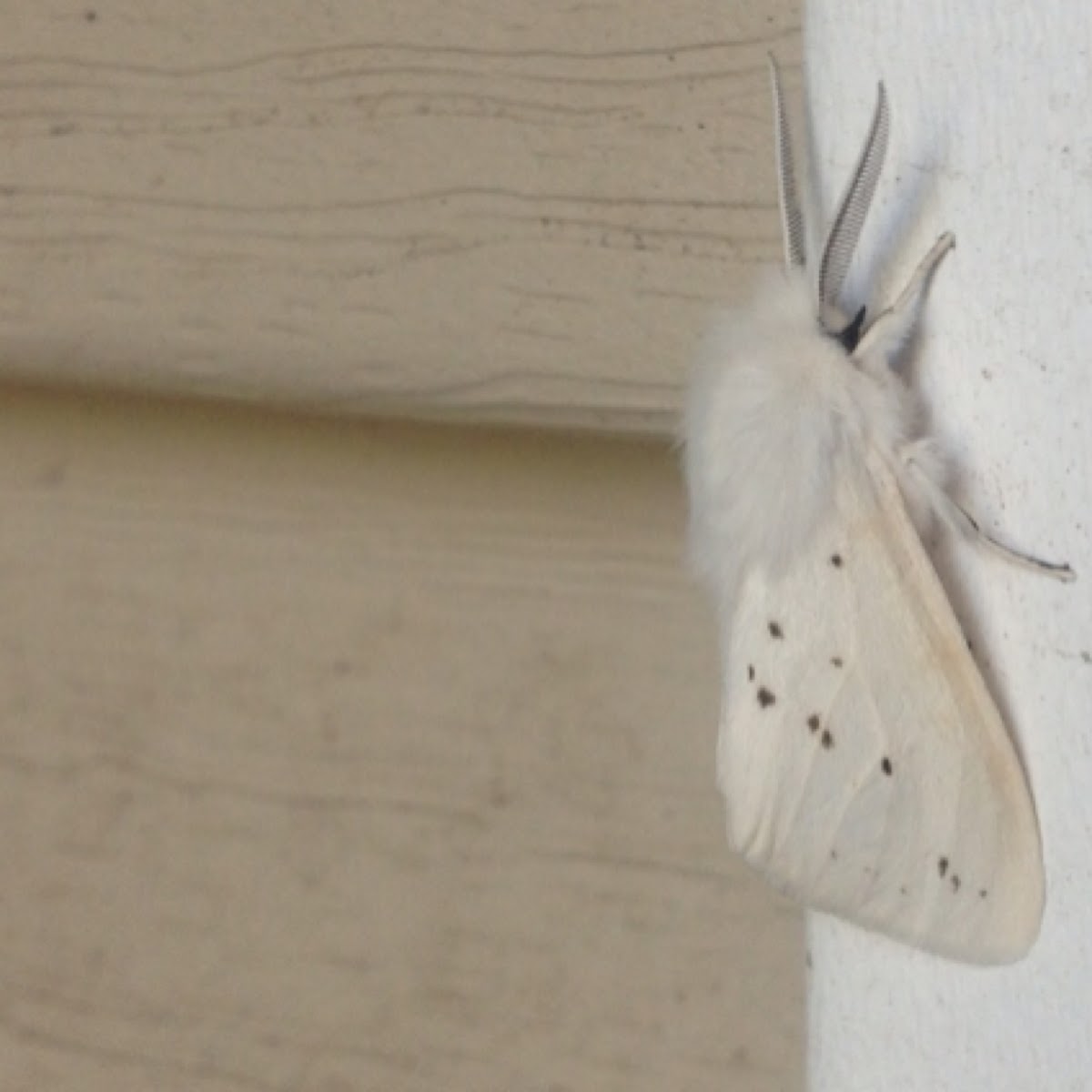 White furry moth - tiger moth