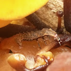 Firefly(larvae)