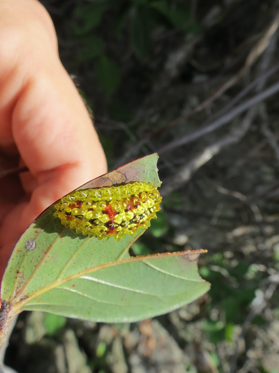 Jewel caterpillar