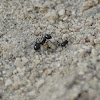 Desert Harvester Ant