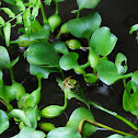 Common Greenback frog