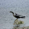 Anhinga