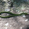 Rough Green snake