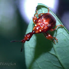 Red Weevil