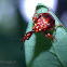 Red Weevil