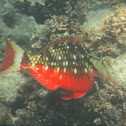 Stoplight Parrotfish      Initial phase