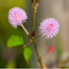 Mimosa (aka Sensitive Plant aka Shy Plant)