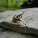 Longtail salamander