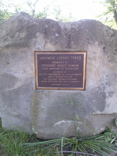 Japanese Cherry Trees