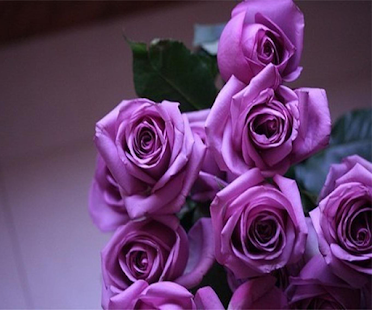 Purple Rose Live Wallpaper