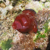 Beadlet anemone