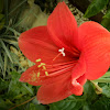 Red Lily Amarilis