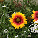 yellow and red flower
