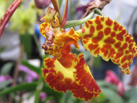 Orquídea Mariposa | Project Noah