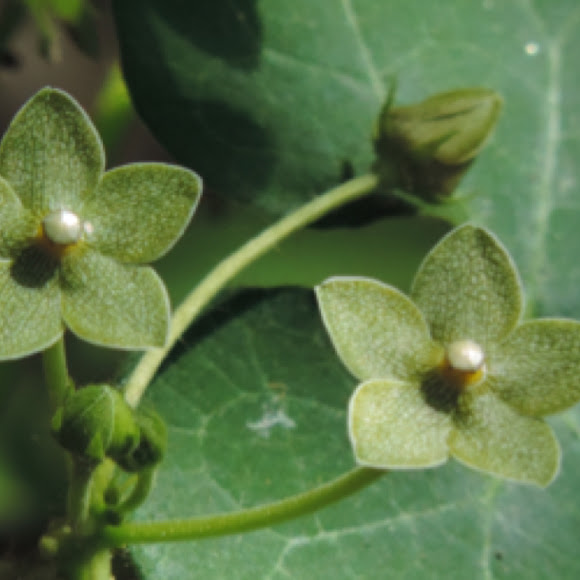 Green Milkweed Vine, Netted Milkvine, Pearl Milkweed Vine, Net-vein