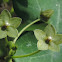 Green Milkweed Vine, Netted Milkvine, Pearl Milkweed Vine, Net-vein Milkvine